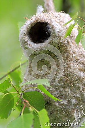 Nest of an European Penduline Tit bird in a spring nesting period Stock Photo